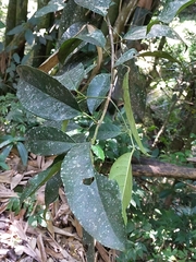 Turpinia formosana