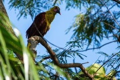 Psarocolius bifasciatus