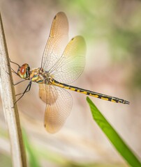 Hemicordulia continentalis