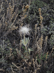 Pulsatilla turczaninovii