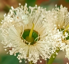 Zygometis xanthogaster