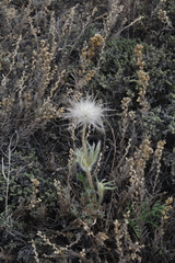 Pulsatilla turczaninovii