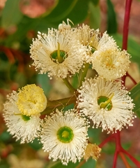 Zygometis xanthogaster