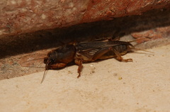 Gryllotalpa australis