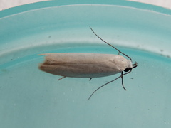 Scieropepla polyxesta