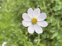 Cosmos parviflorus