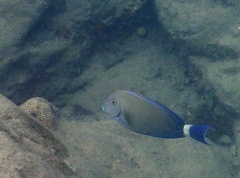 Acanthurus blochii