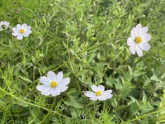 Cosmos parviflorus