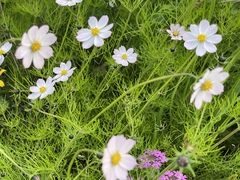 Cosmos parviflorus