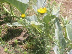 Grindelia lanceolata
