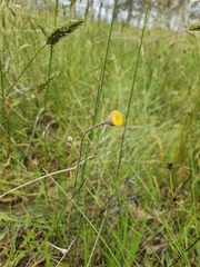 Leptorhynchos squamatus