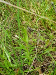 Leptorhynchos squamatus