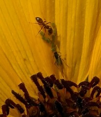 Aphis gossypii