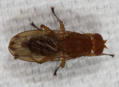 Suillia quinquepunctata
