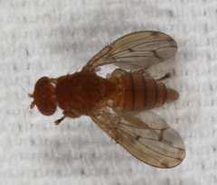 Suillia quinquepunctata