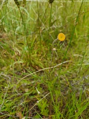 Leptorhynchos squamatus