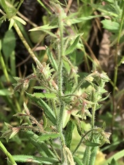 Gonocarpus elatus