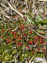 Coprosma atropurpurea