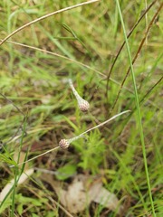 Leptorhynchos squamatus