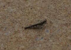 Pycnostictus seriatus