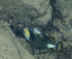 Balistoides viridescens