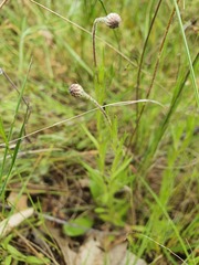 Leptorhynchos squamatus