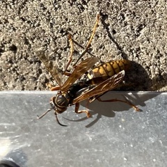 Polistes jokahamae