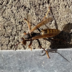 Polistes jokahamae