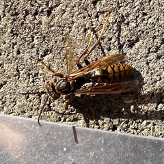 Polistes jokahamae