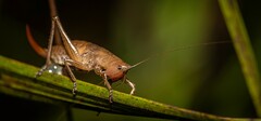 Cooloolagraecia wallum