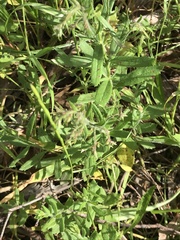 Gonocarpus elatus