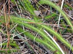 Lycopodiella