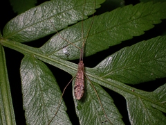 Limoniidae
