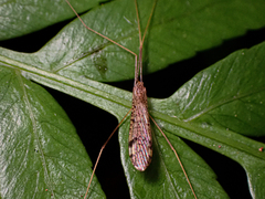Limoniidae