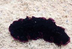 Pseudobiceros gloriosus