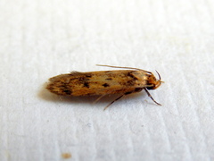 Hofmannophila pseudospretella