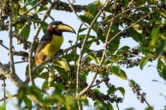 Pteroglossus inscriptus