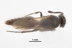 Pseudomethoca frigida