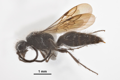 Pseudomethoca frigida