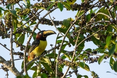 Pteroglossus inscriptus