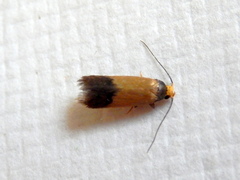 Heteroteucha dichroella