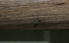 Zosis geniculata