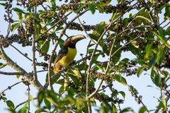 Pteroglossus inscriptus