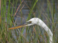 Ardea herodias occidentalis