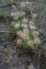 Pulsatilla turczaninovii