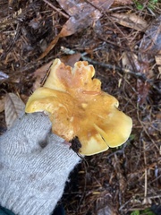 Cantharellus cascadensis
