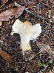 Cantharellus cascadensis