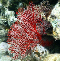 Melithaea ochracea