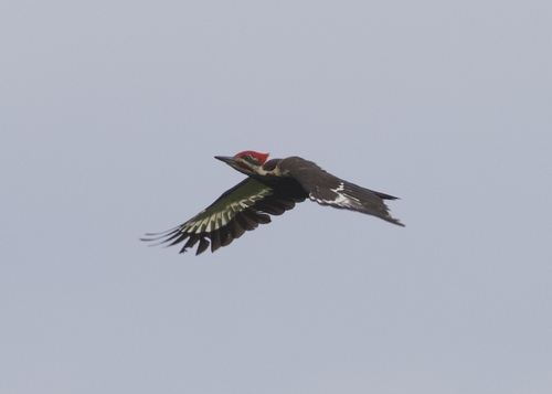 Pileated Woodpecker photographed in Oklahoma
