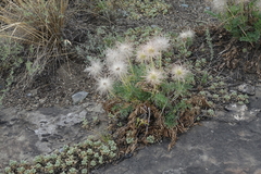 Pulsatilla turczaninovii